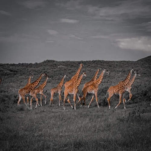 Arusha National Park