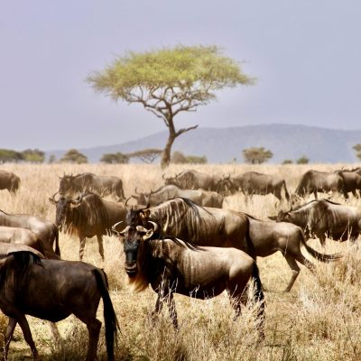 Serengeti National Park