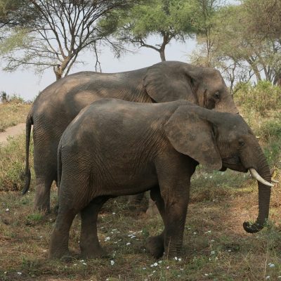 Tarangire National Park