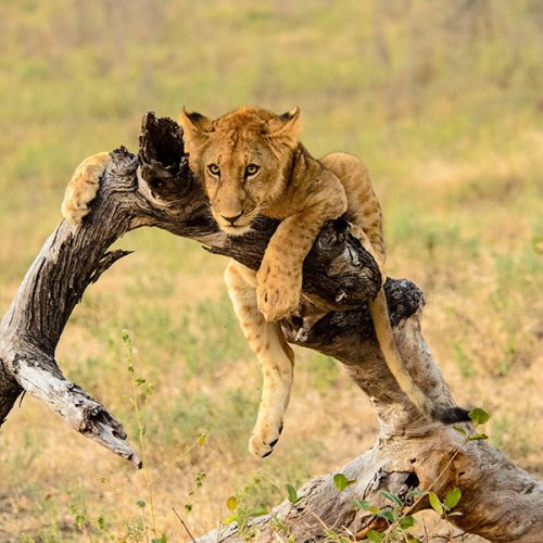 Young lion resting perched precariously on a branch in the Selous Tanzania.