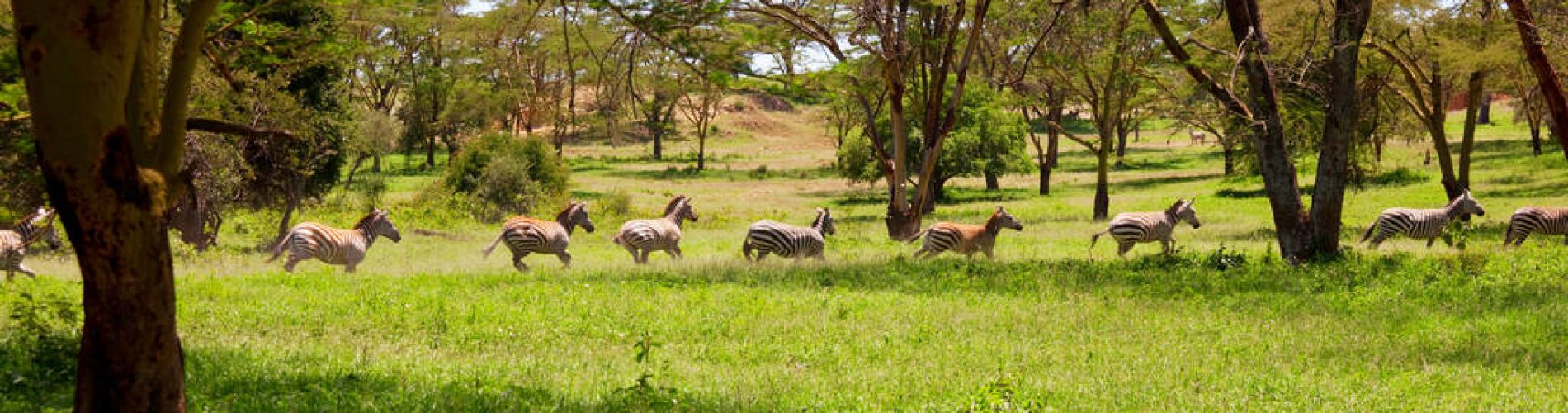 African plains zebras on the dry brown savannah grasslands browsing and grazing. African safari background